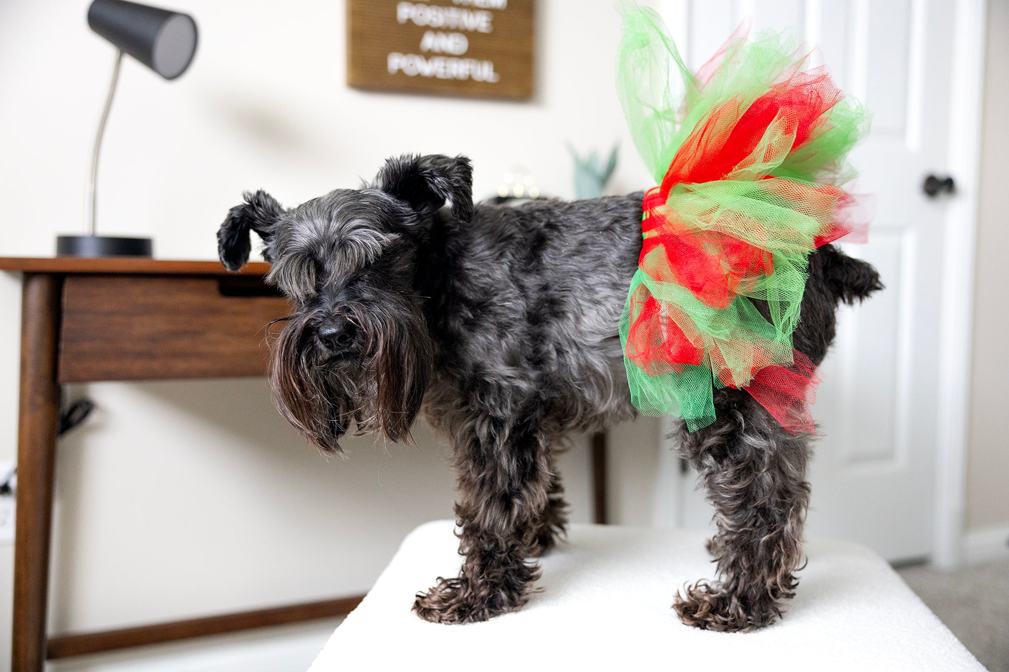 Dog christmas tutu best sale