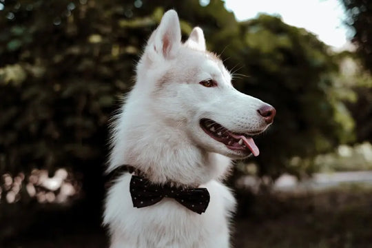 Are Bow Ties for Dogs Comfortable?