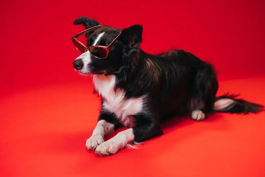 Enhance Your Pet's Style with the Perfect Medium Dog Outfits