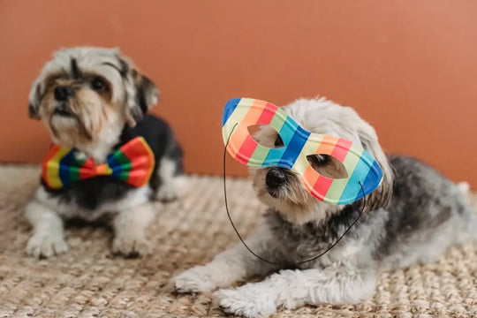 Why Bow Ties for Dogs are a Must-Have Accessory