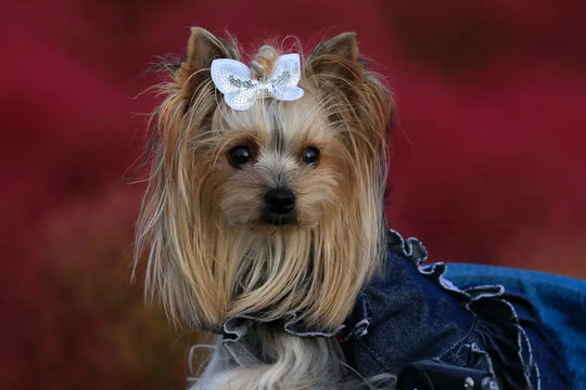 Top Trends in Bow Ties for Dogs: What’s Hot in Bowling Green Pet Fashion