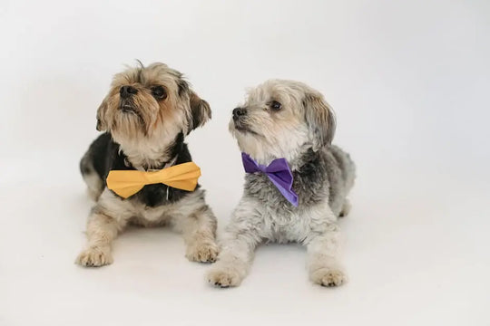 What Special Occasions Are Ideal for Dogs to Wear Bow Ties?