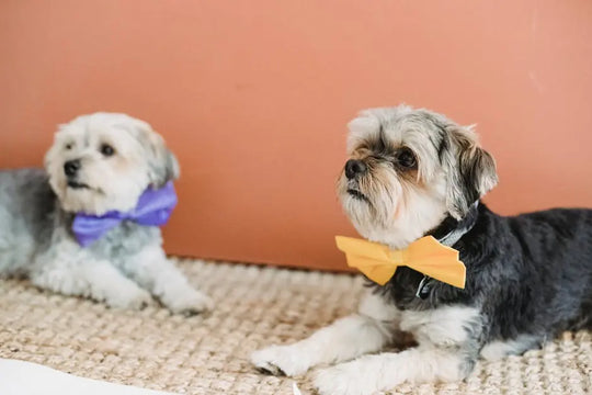 How Do I Choose the Right Bow Tie for My Dog?