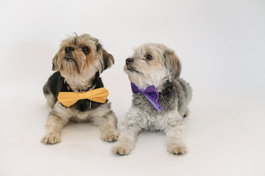 DIY Bow Ties for Dogs: Creative Tips for Pet Parents