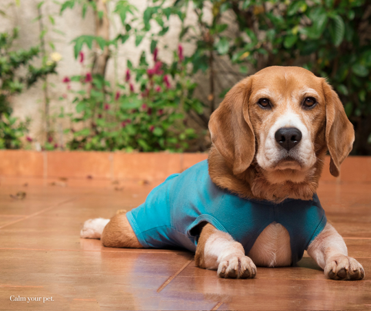 Dress for Success: Calming Your Canine Companion with Dog Clothes