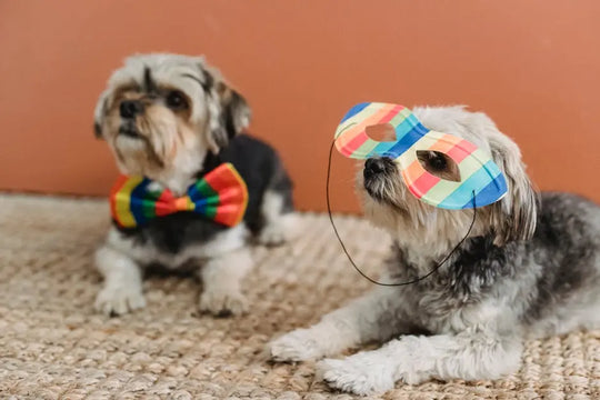 Making Special Moments Memorable with Bow Ties for Dogs