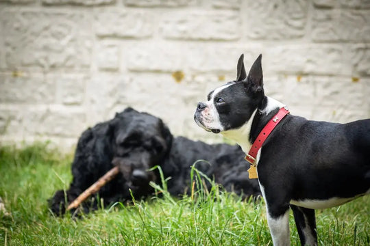 What Are the Benefits of Using Stylish Dog Collars?