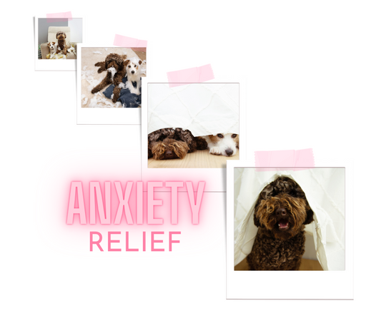 Anxiety Relief for Dogs