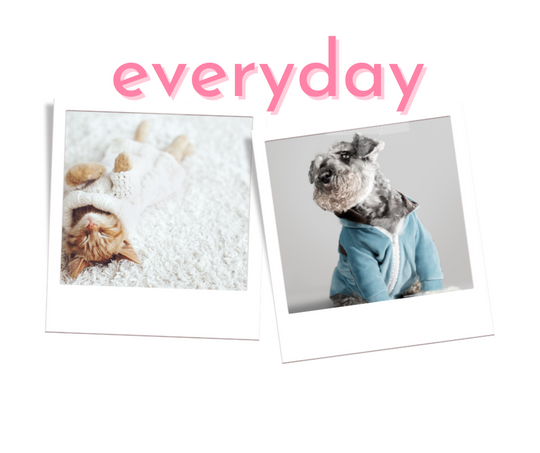 Everyday Pet Clothes