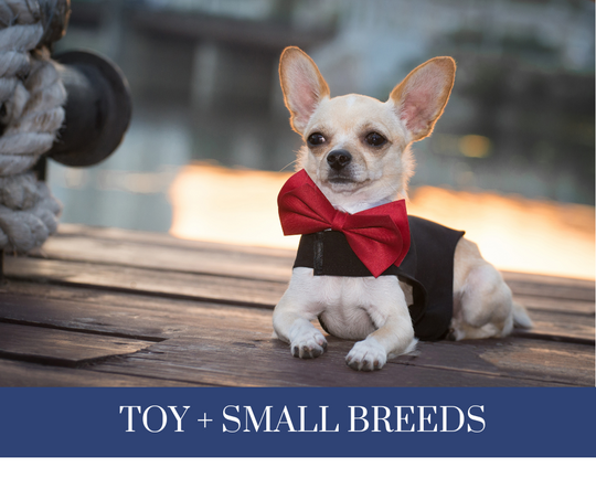 Dainty and Dapper Pet Boutique for custom dog clothes