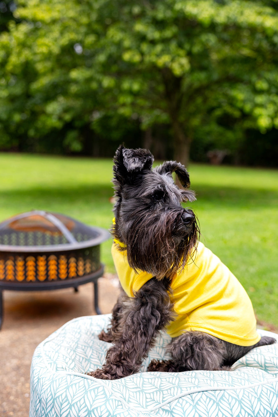 Bid Dog  shirt yellow for large dogs, doberman t shirt, side view of yellow tee