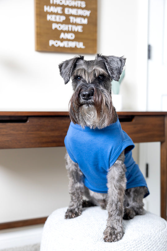 Comical Dog T Shirt in Blue - Will Do Tricks For Food