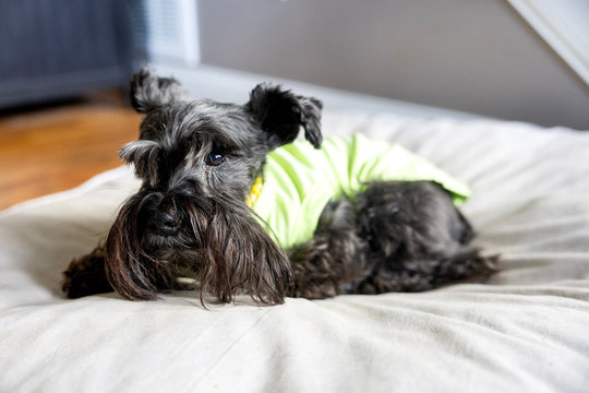 Cute pet shirt in yellow green, dog laying down