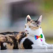 Adjustable Bowtie for Pet with Rainbow Colors - For Cats or Dogs