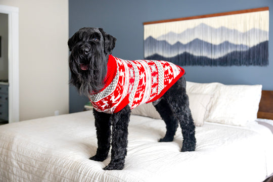 Christmas dog sweater in red, standing position to show fit.