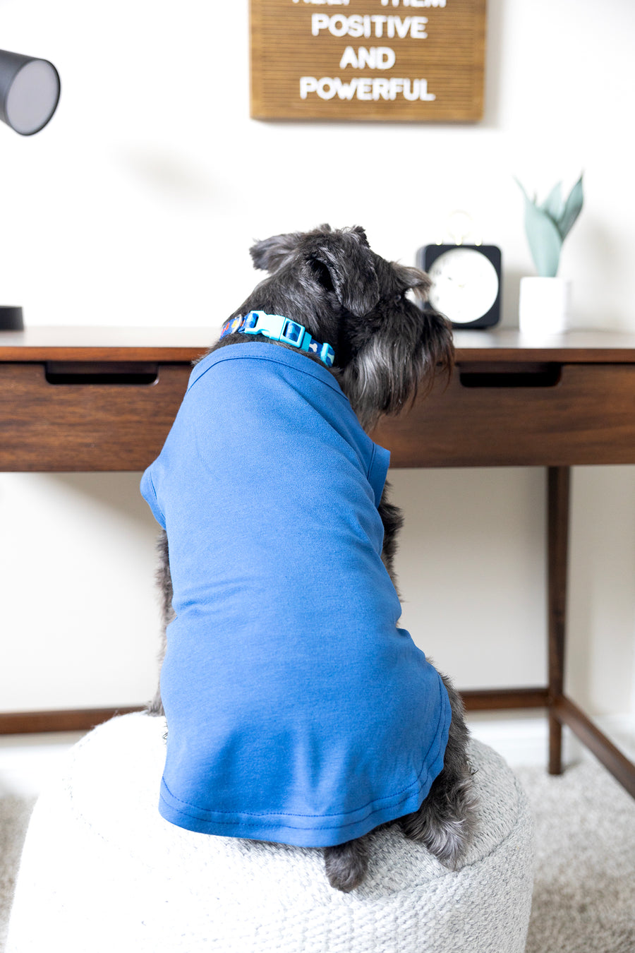 Comical Dog T Shirt in Blue - Will Do Tricks For Food