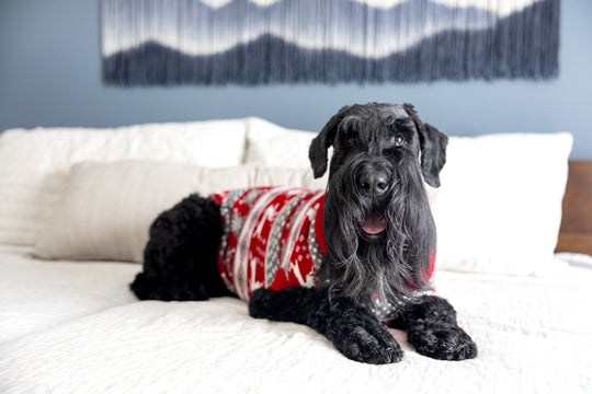 Cute dog sweater with winter design, dog laying down to show fit