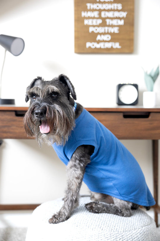 Cute dog shirt in blue.