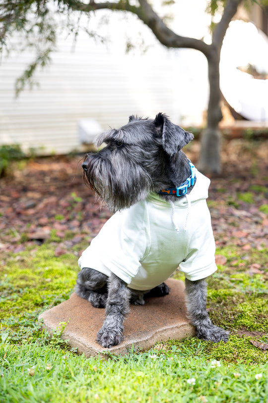 Front view of luxury dog shirt with hemmed sleeves and drawstring for hood