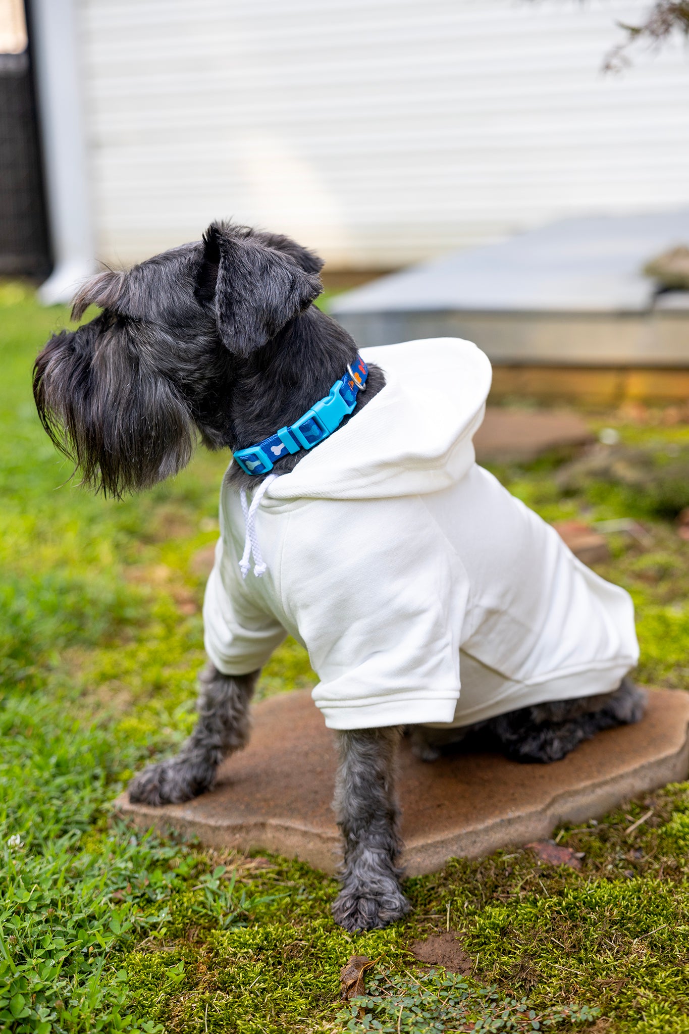 Dancing Skeletons Halloween Sweater for Dogs