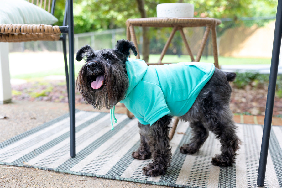 Teal Dog Sweatshirt with Humorous Design - Imma Wild One