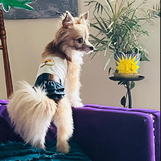 Dog Party Dress | Rainbow Harness Style with Blue Jean Skirt Outfit