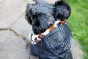 Dog coat with hood, close up of leopard print fur on hood of jacket
