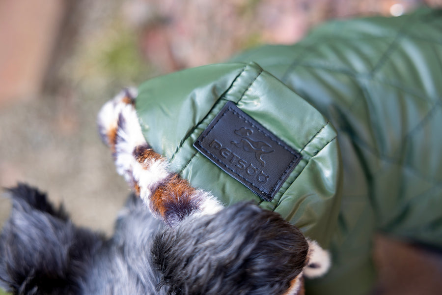 dog coat with hood, leopard print fur on moss green coat, close up