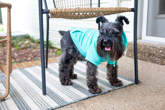Dog hoodie on schnauzer in teal, front and side view.