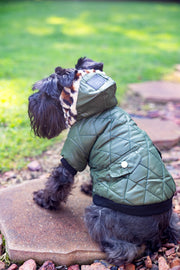 Dog puffer jacket on Schnauzer sitting position, showing pockets, color dark green
