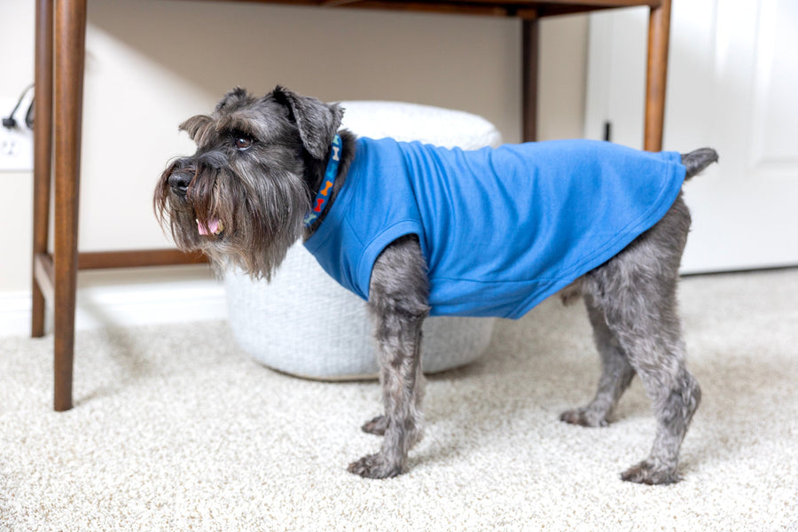 Dog shirt blue for pet.