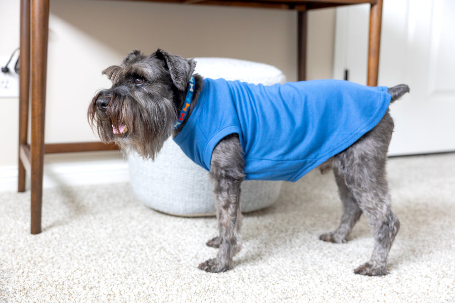 Comical Dog T Shirt in Blue - Will Do Tricks For Food