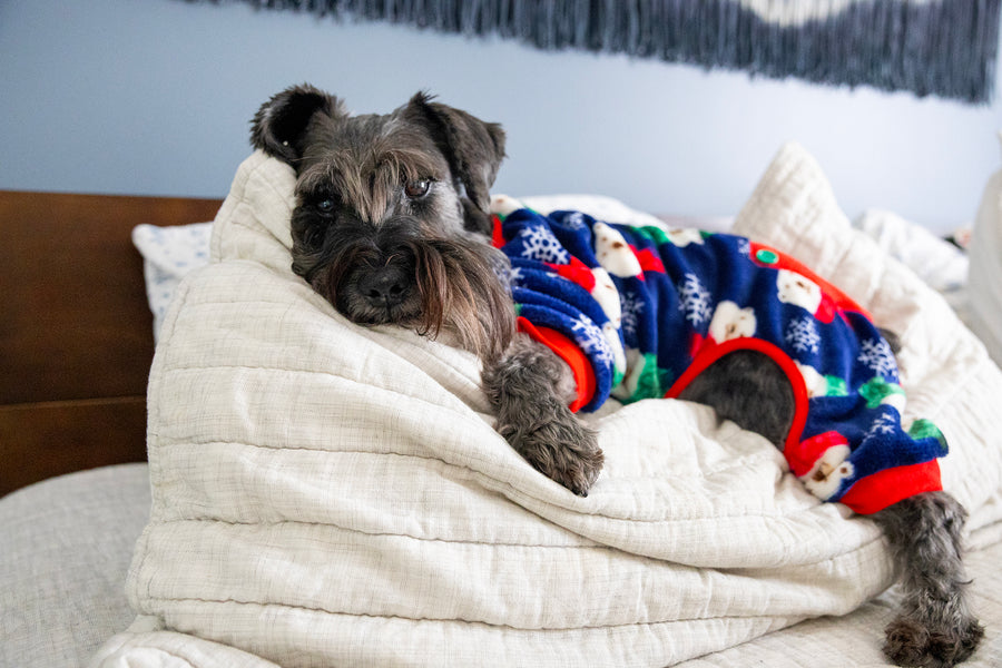 Cute Dog Pajamas in Blue for the Holidays