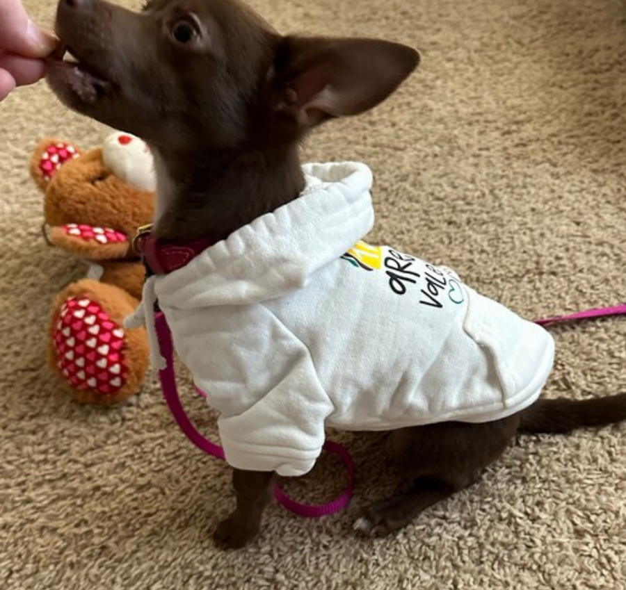 Funny Valentine Dog Hoodie | Taco Design for Your Pet's Cute Look