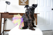 holiday dog tutu, sitting front view, bright colors