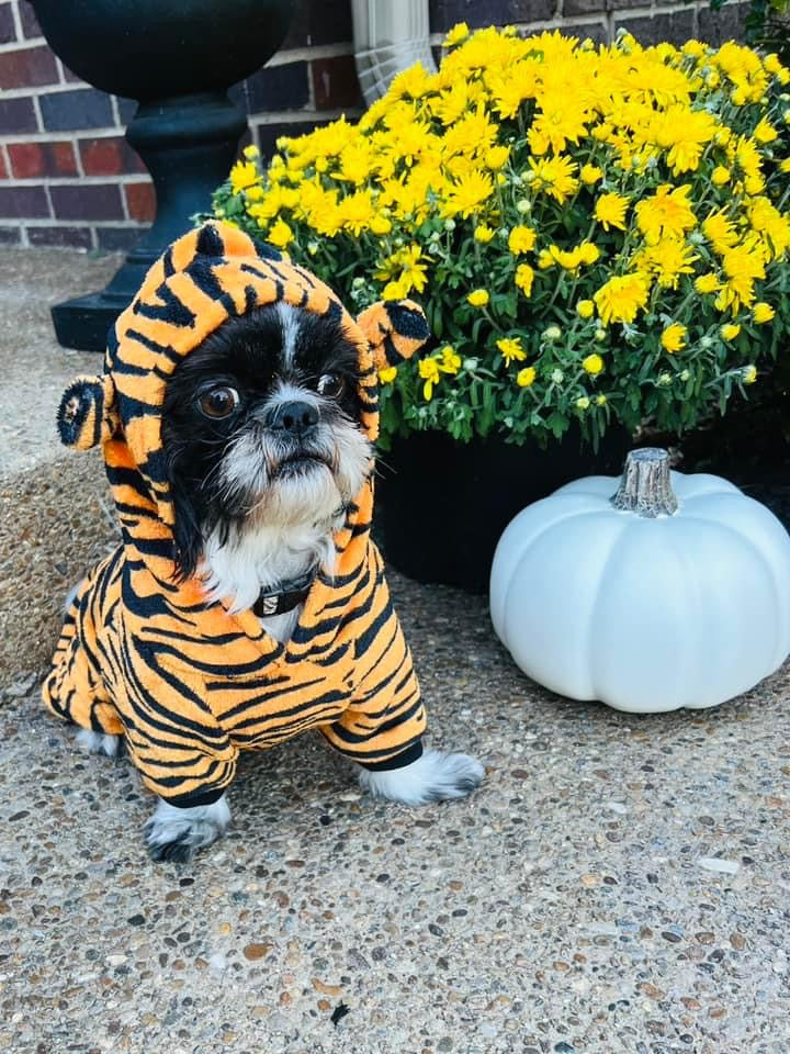 Tiger King Halloween Costume for Dog or Cat