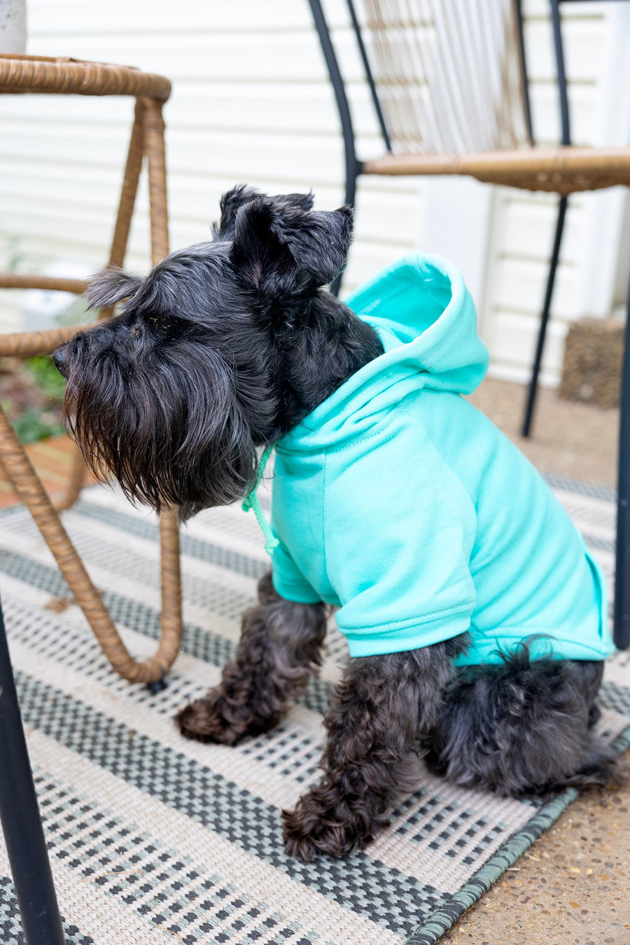 Mama's Boy Dog Hoodie | Teal Sweatshirt Outfit for Stylish Boy Dogs