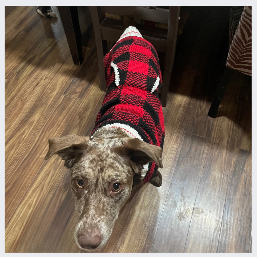 Cute medium sized dog in plaid dog sweater with turtleneck.