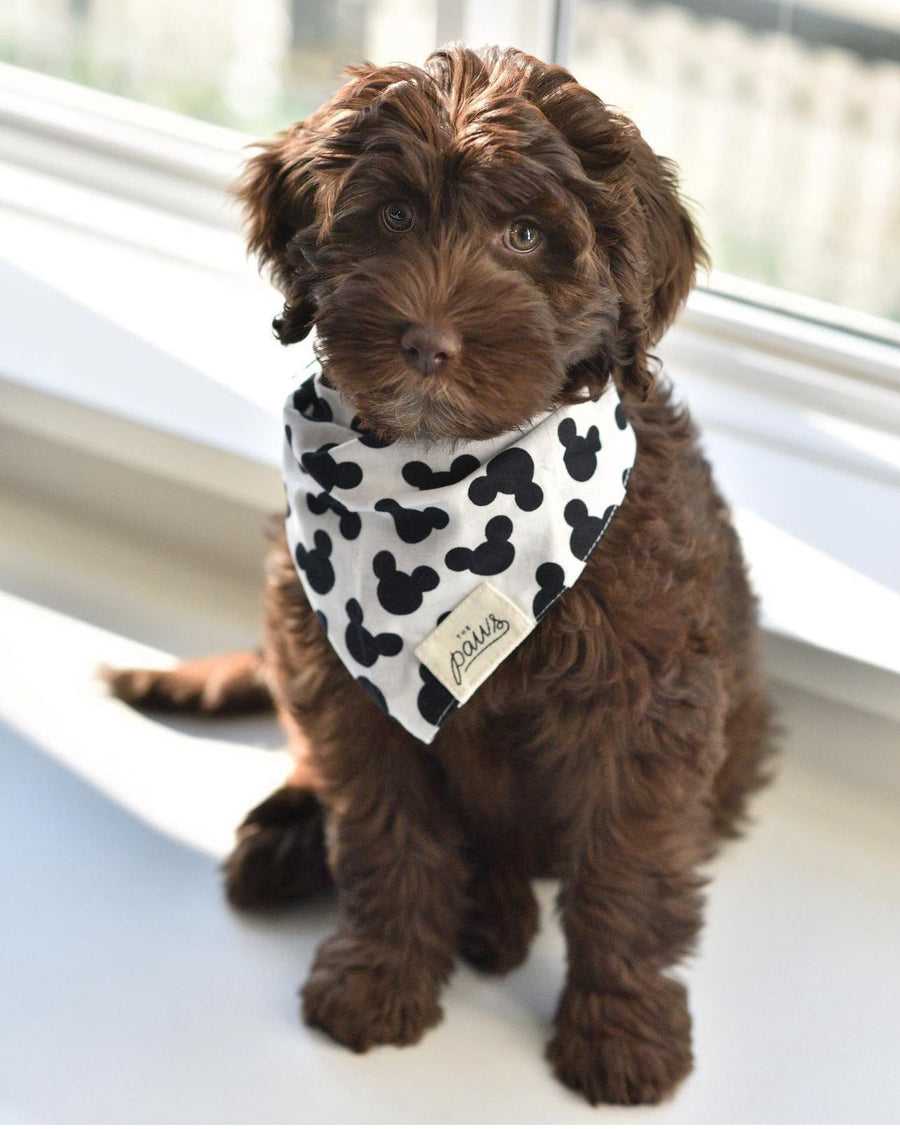 Mickey Mouse bandana in black and white on a puppy.