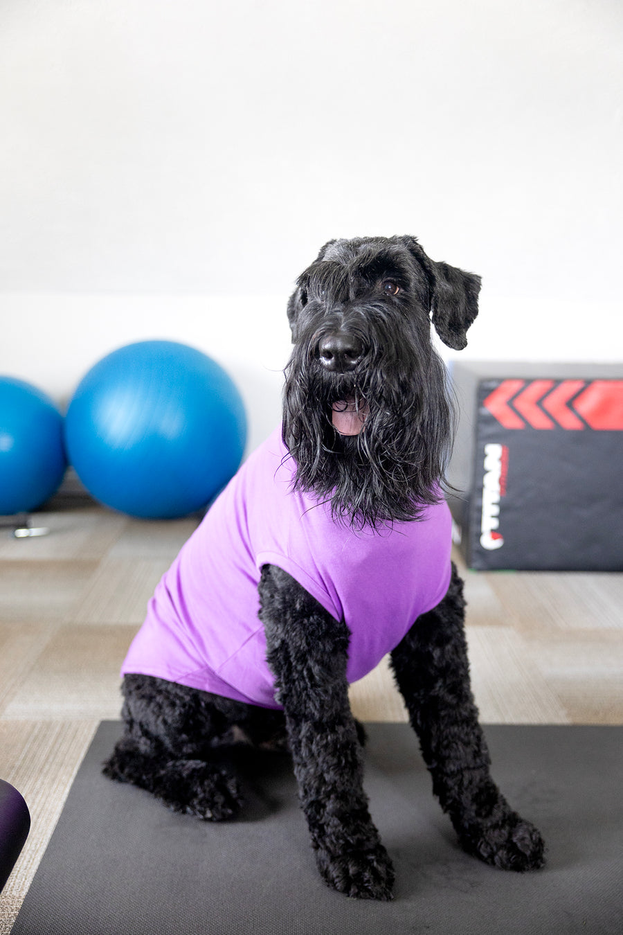 pet shirt in purple