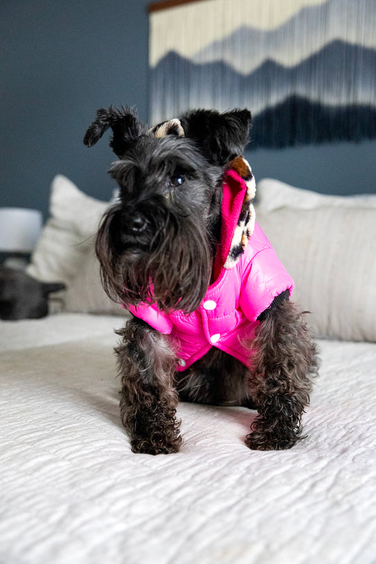 pink dog jacket with leopard print, front view sitting position