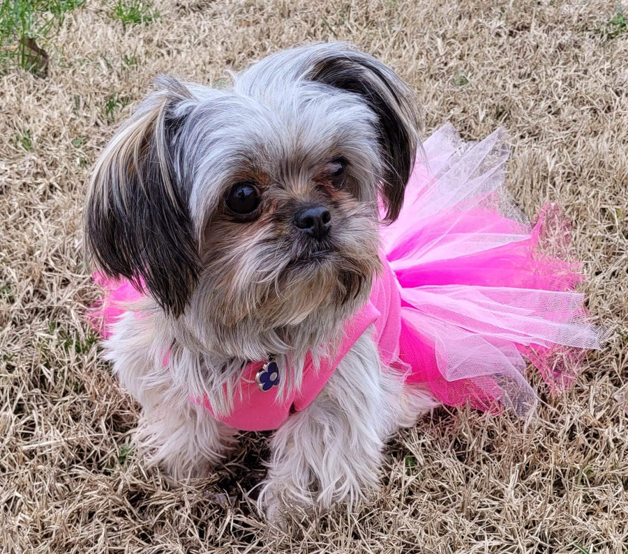 Valentine outfit for dog
