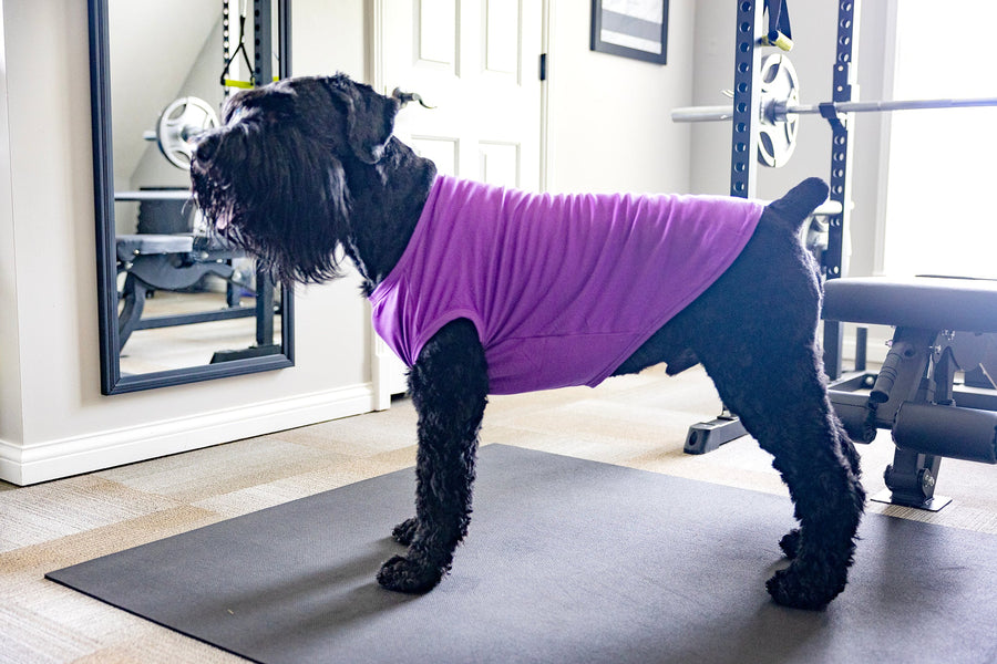 purple dog shirt for xs dog
