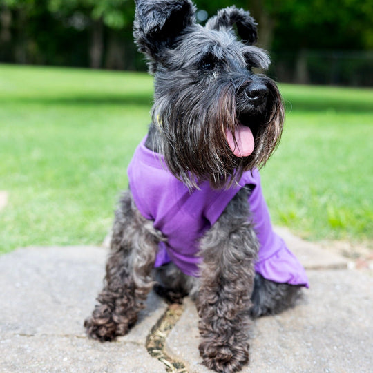 Purple Birthday Dress for Dog – Pink & Gold Design Party Outfit