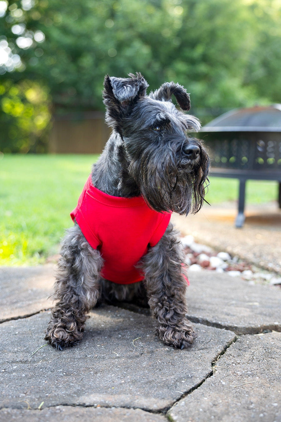 Red Dog Dress for Birthday - Medium Dog Outfit to Help with Shedding