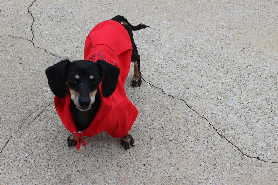 Red Pet Sweater for Valentine’s Day - Mister Valentine Dog Outfit