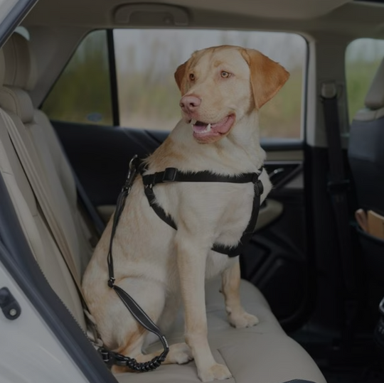 large dog seat belt hooks to dog harness.