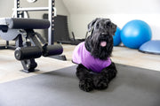 shirt for girl dog in purple