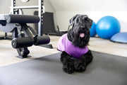 shirt for girl dog in purple