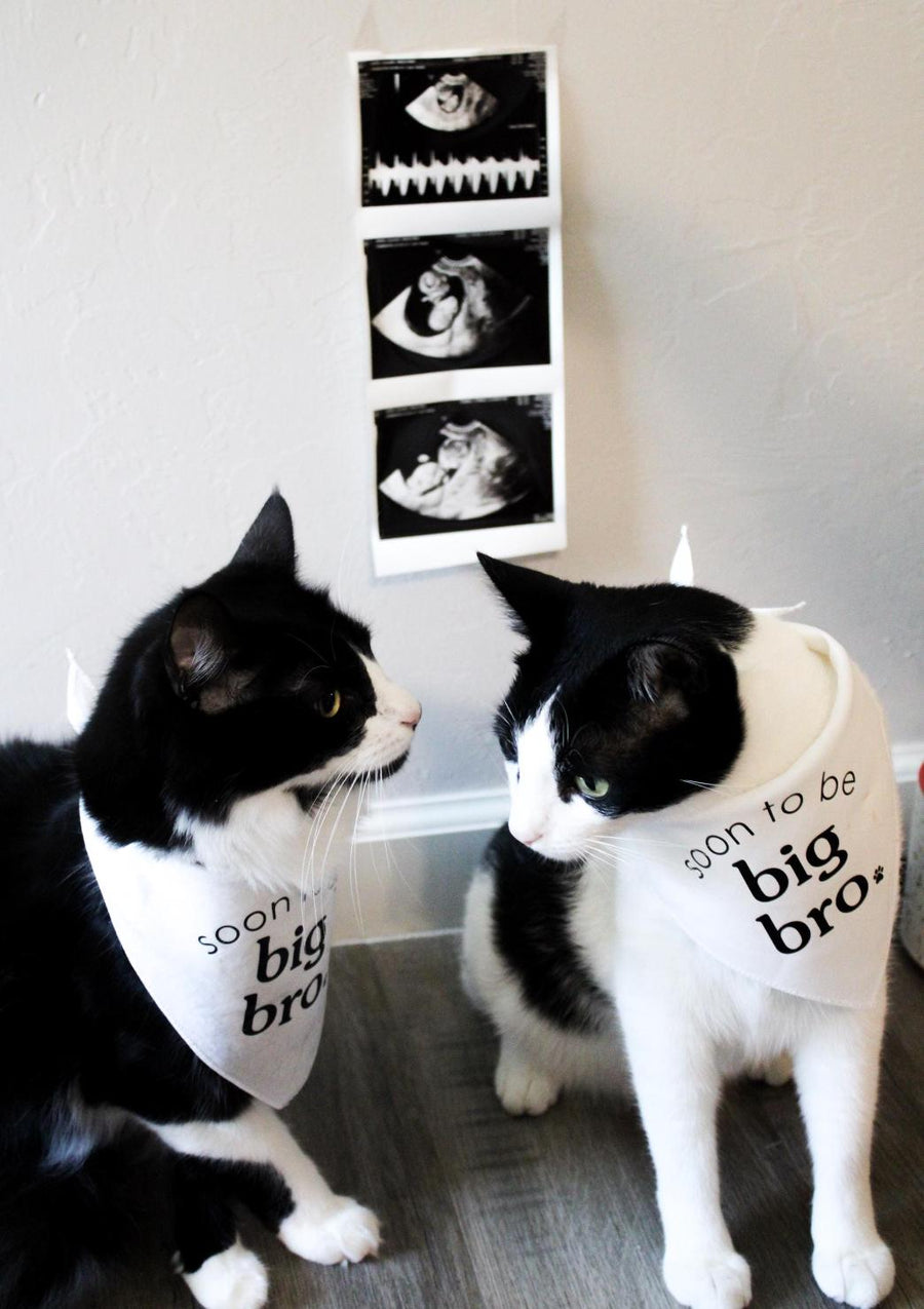 
Sibling Cat Bandana for New Pup - Reveal Idea for Dog Mom Gift
